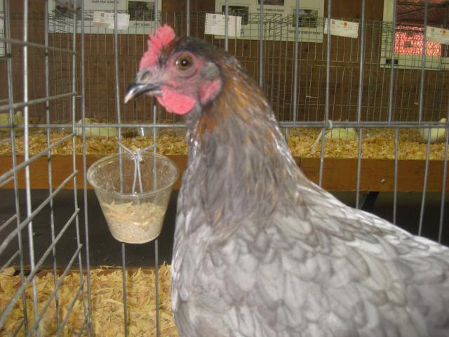 623_fair_2010_001.jpg
