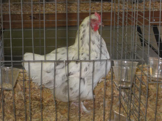623_fair_2010_002.jpg
