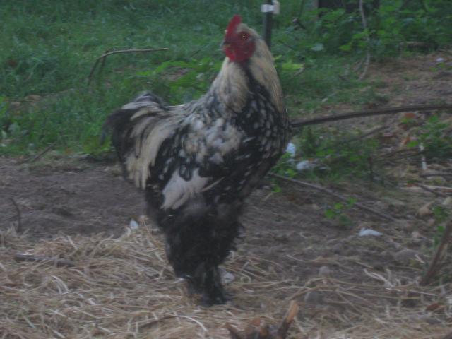 623_maransaug2010_006.jpg