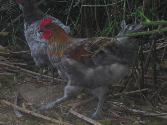 623_maransaug2010_014.jpg