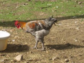 623_maransaug2010_027.jpg