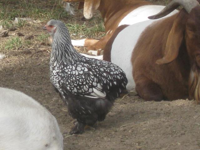 623_maransaug2010_029.jpg
