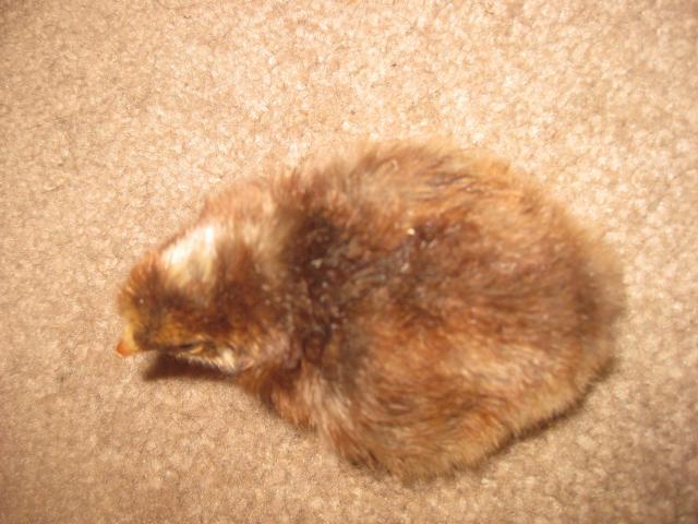 623_october10th_hatch_005.jpg