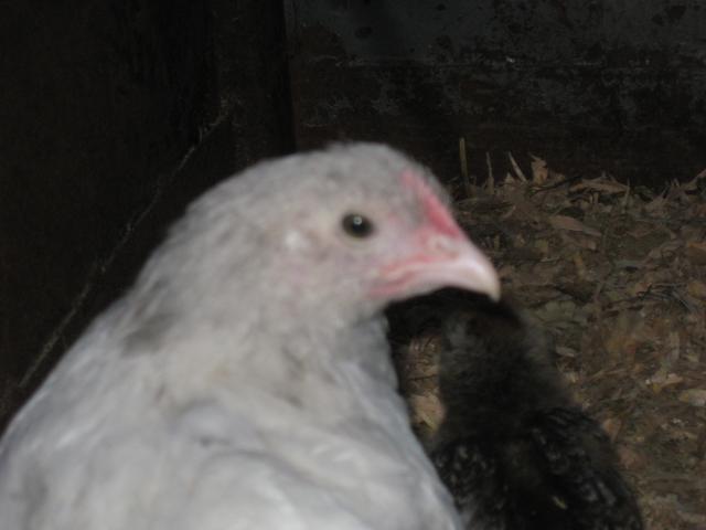623_splash_marans_oct_2010_002.jpg