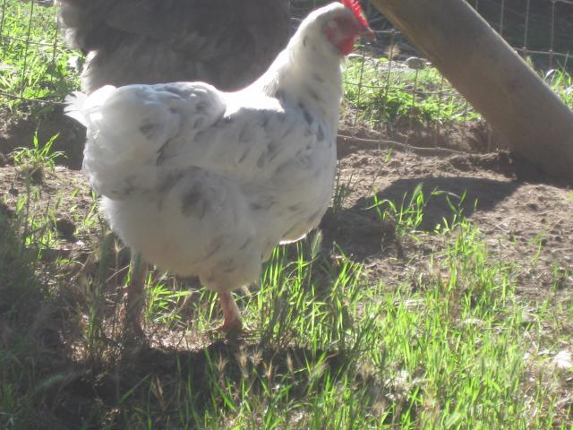 623_splash_marans_oct_2010_003.jpg
