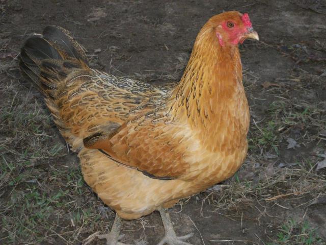 62400_chippy1.jpg