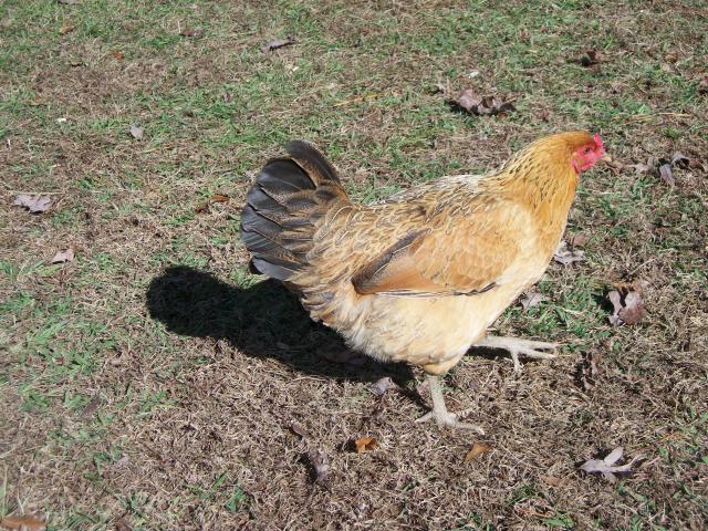 62400_chippy_my_easter_egger.jpg