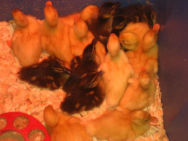 62442_ducklings.jpg