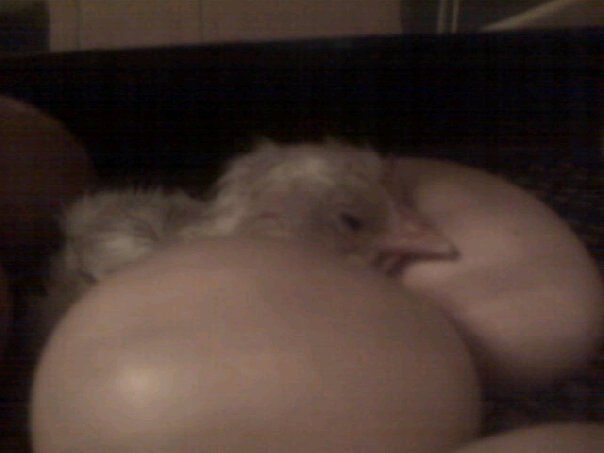 62442_hatched_chick.jpg