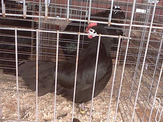 62442_img01265.jpg
