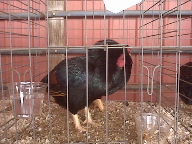62442_img01279.jpg