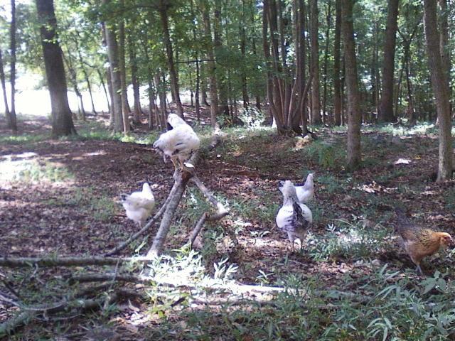 62442_photo07281225.jpg