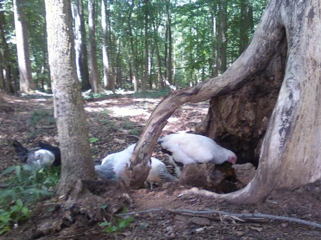 62442_photo07281226.jpg