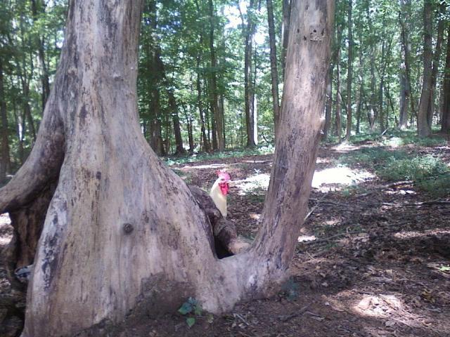 62442_photo07281226_1.jpg