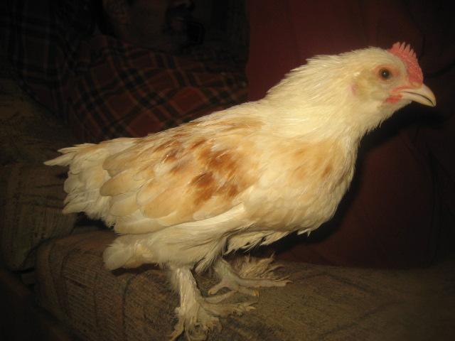 62442_picture_014.jpg