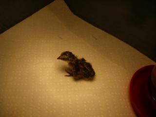 62482_imgp6598.jpg