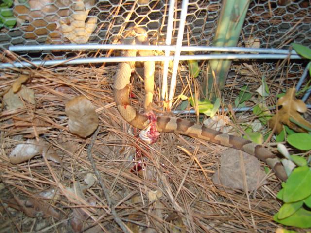 62482_sn200645.jpg