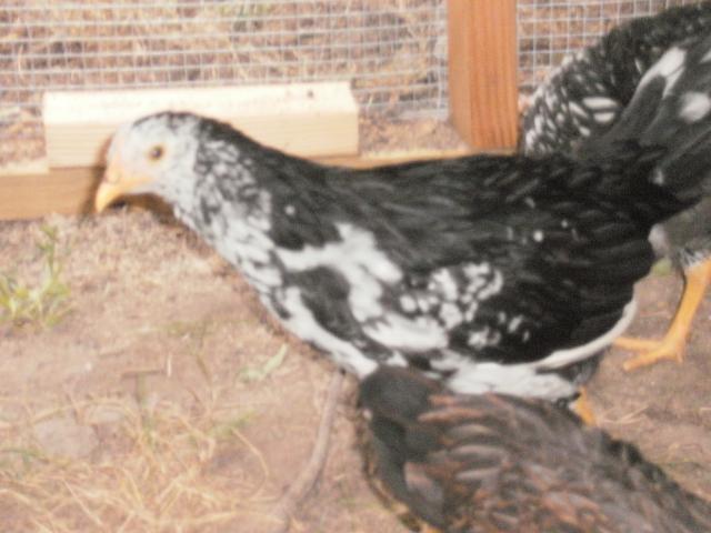 62493_amelia.jpg