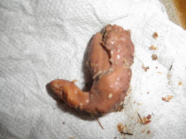 62617_p5010005.jpg