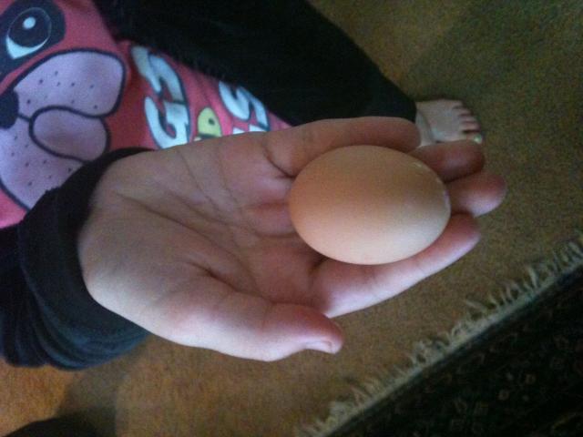 62631_first_egg.jpg