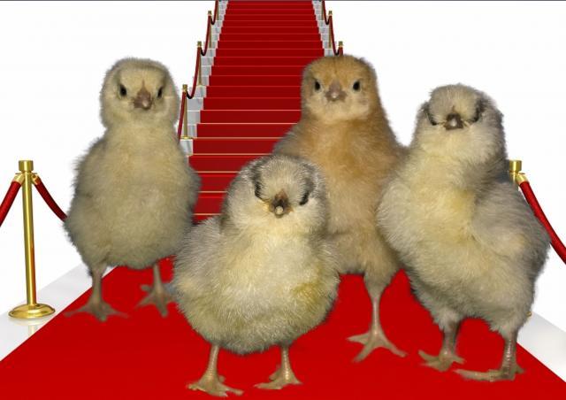 62643_chicks-red-carpet.jpg