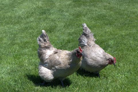 62700_lav_pullets.jpg