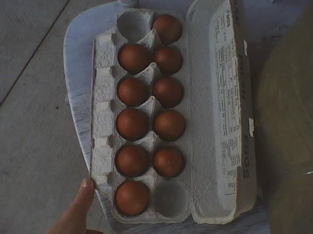 62700_marans_eggs.jpg