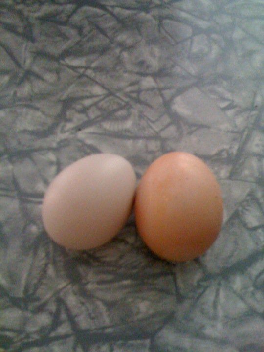 62702_eggs.jpg