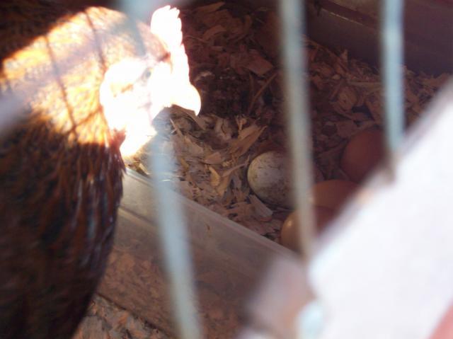 62714_chickens_june_30_2011_012.jpg