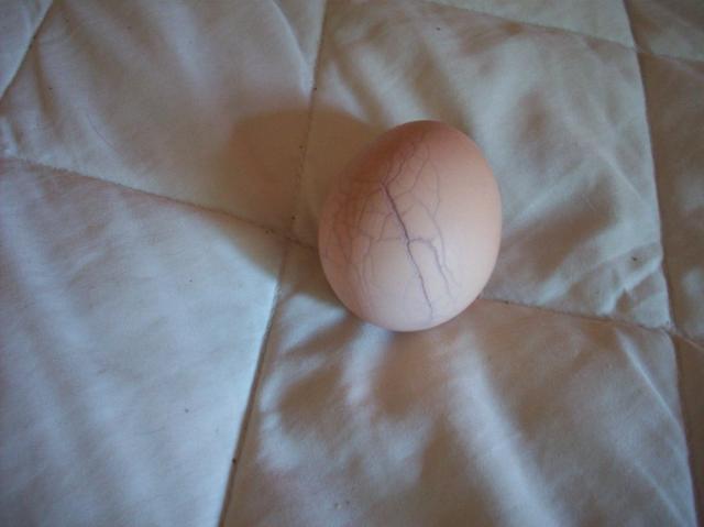 62714_funny_egg_002.jpg
