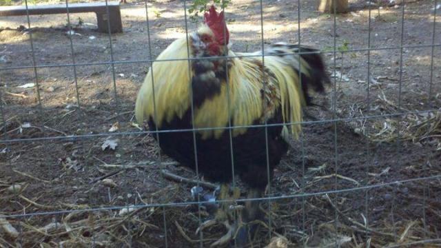 62746_faverolles_rooster.jpg