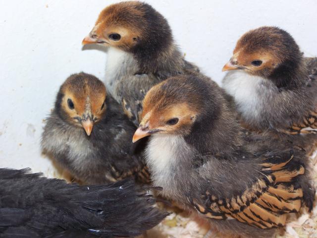 62756_bantams_007.jpg