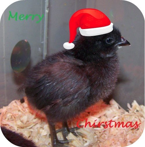 62756_chickmas1.jpg