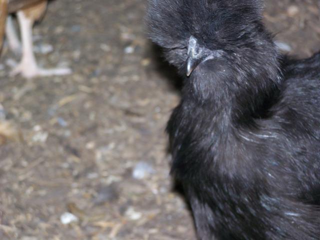 62756_eggs_012.jpg