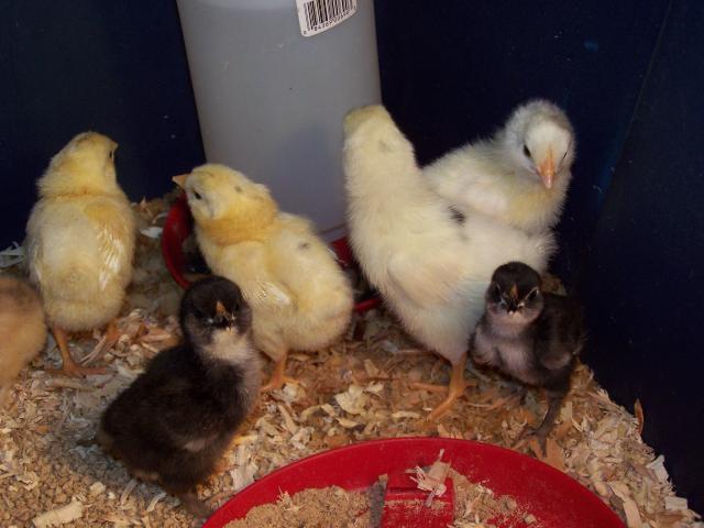 62756_eggs_033.jpg