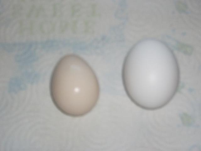 62790_eggs_001.jpg