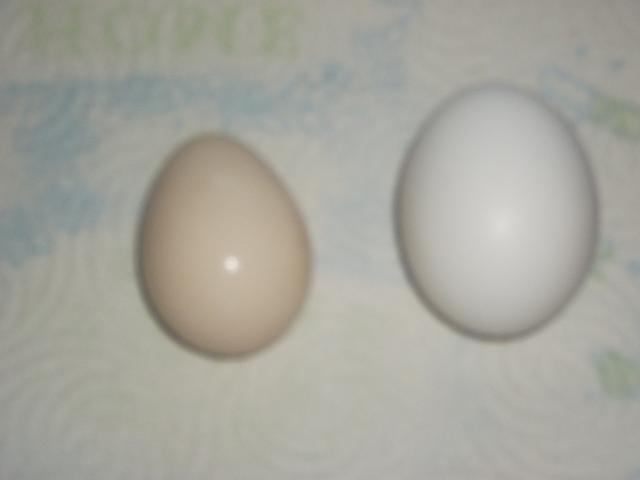 62790_eggs_002.jpg