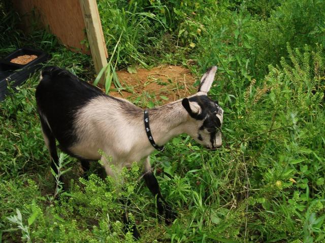 62790_goats_002.jpg