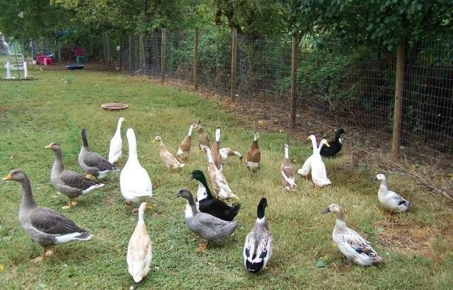 62797_geese_and_ducks_2_2.jpg