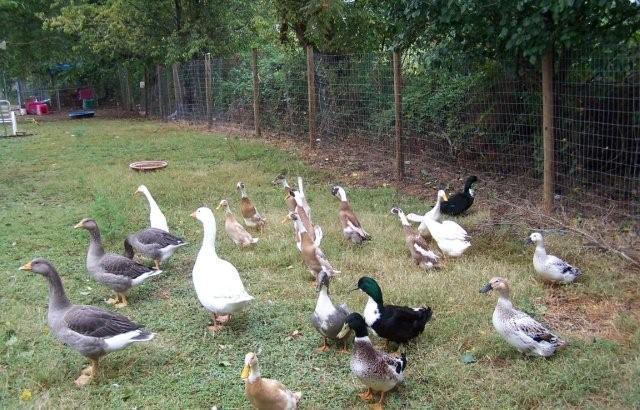 62797_geese_and_ducks_3_3.jpg