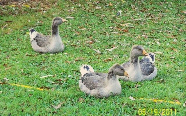 62797_mikeyandducks-8-20-2011009.jpg