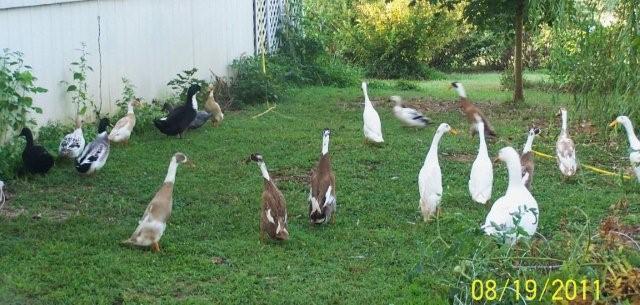 62797_mikeyandducks-8-20-2011012.jpg