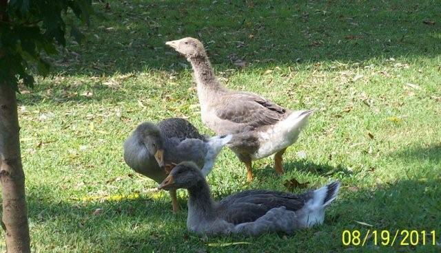 62797_mikeyandducks8-19-2011003.jpg