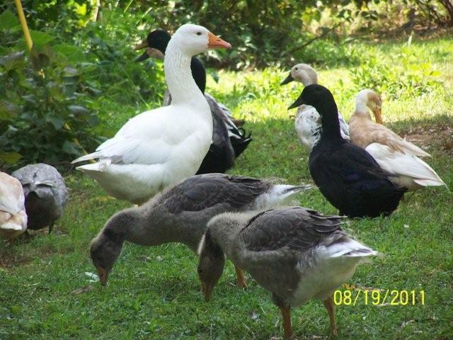 62797_mikeyandducks8-19-2011028.jpg