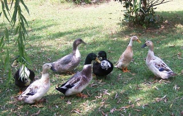 62797_mikeyandducks8-19-2011037.jpg