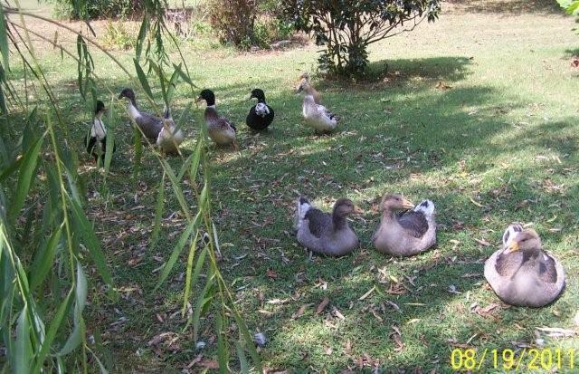 62797_mikeyandducks8-19-2011039.jpg