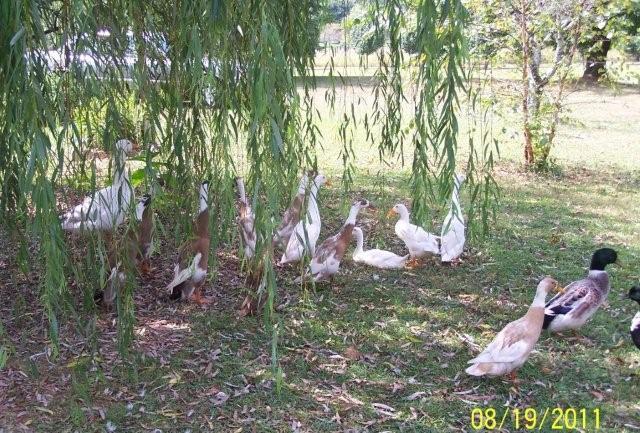 62797_mikeyandducks8-19-2011045.jpg