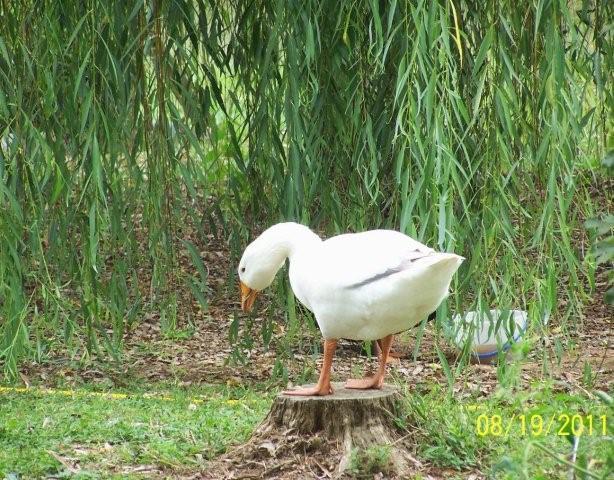 62797_mikeyandducks8-19-2011048.jpg