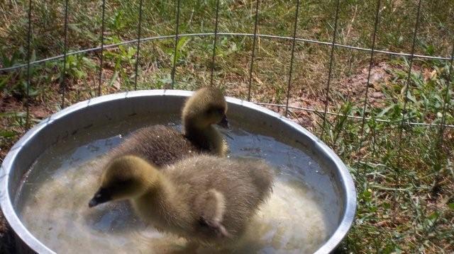 62797_newgeese__7-13-2011003.jpg