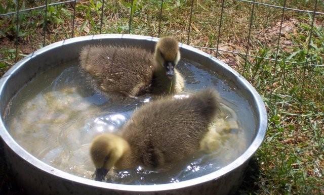 62797_newgeese__7-13-20110043.jpg